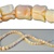 Wholesale Coral Beads Genuine angel skin coral, carved tulip beads, 5mm-10mm, sold by the strand, (64 beads per strand).