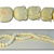 Wholesale Coral Beads Genuine white coral, carved tulip beads, 5mm-10mm, sold by the strand, (64 beads per strand).